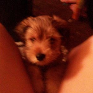 Meet your Posher, Katie michele